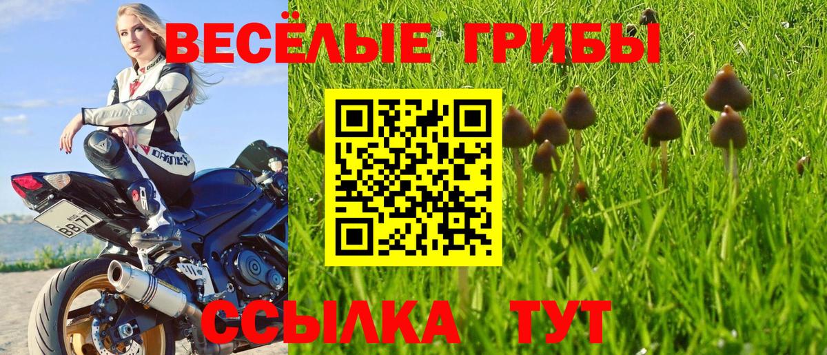 как найти наркотики  Вход с VPN  Псилоцибиновые грибы мицелий  Всеволожск  Псилоцибиновые грибы мицелий 